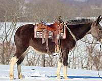 blue-roan-star-horse