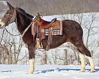 quarter-horse