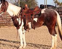 blue-roan-star-horse