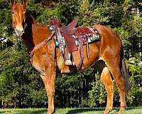 chestnut-none-horse