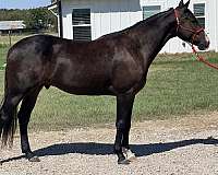 ranch-quarter-horse