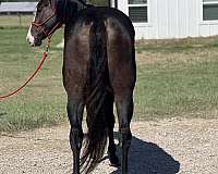 ranch-versatility-quarter-horse