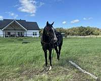 ranch-work-quarter-horse