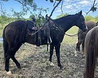 ridden-western-quarter-horse