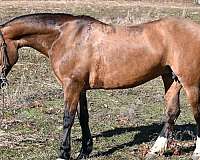 ranch-work-quarter-horse