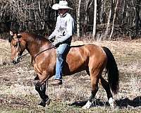 draft-quarter-horse