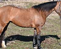 trail-quarter-horse