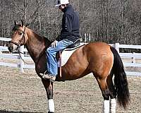 athletic-quarter-horse