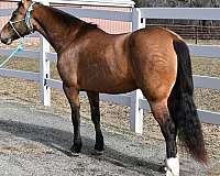 auction-quarter-horse