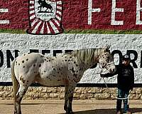 ranch-work-quarter-horse