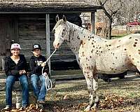 family-horse-quarter