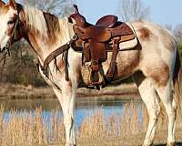 palomino-star-horse