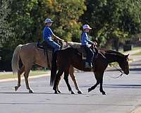 beginner-safe-quarter-horse