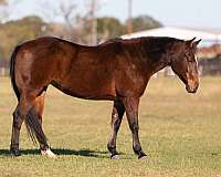 ranch-work-quarter-horse