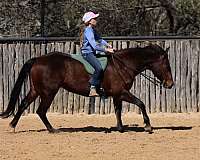 family-horse-quarter