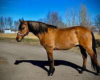 quarter-horse