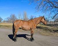 beginner-safe-quarter-horse