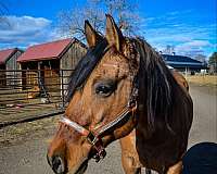 ranch-work-quarter-horse