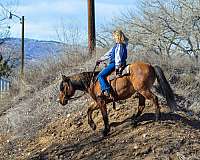 all-around-quarter-horse