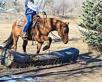 beginner-quarter-horse