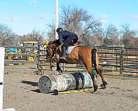 husband-safe-quarter-horse