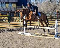 aqha-mare-gelding