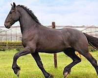 all-around-friesian-horse