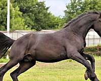 breeding-friesian-horse