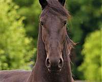 dressage-friesian-horse