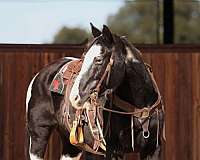 beginner-safe-quarter-horse