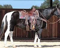 ranch-work-quarter-horse