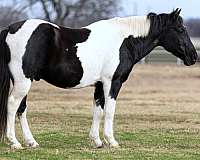 black-tobiano-4-stockings-horse