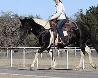 beginner-safe-quarter-horse