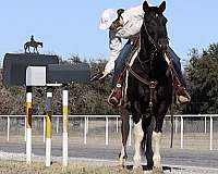 family-horse-quarter