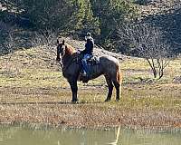 oreo-quarter-horse