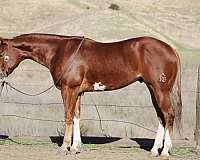 athletic-quarter-horse