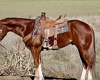 ranch-work-quarter-horse