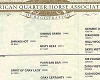 beginner-quarter-horse