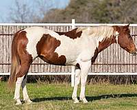 chestnut-tobiano-4-stockings-horse