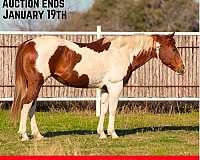 tobiano-4-stockings-horse