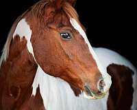 ranch-work-quarter-horse