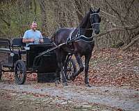 family-horse-quarter