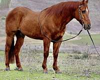 quarter-horse