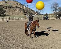 beginner-safe-quarter-horse