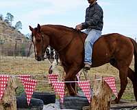 family-horse-quarter