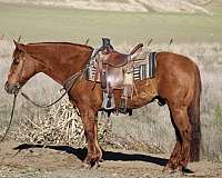 ranch-work-quarter-horse