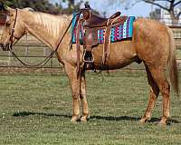 ranch-work-quarter-horse