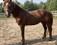 14-hand-welsh-pony-gelding