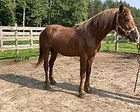 sorrel-welsh-pony-gelding