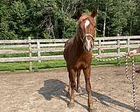 sorrel-gelding-for-sale